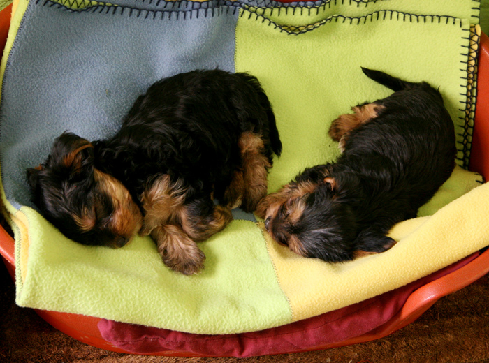 界面清爽简洁的艾皇手机号测压