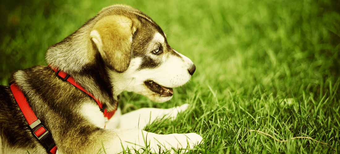 批量发送短信的平台